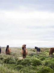 Becoming a solitary Becoming a solitary