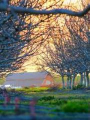 The Favorite Concubi