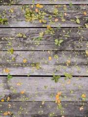 The wife wishes to b