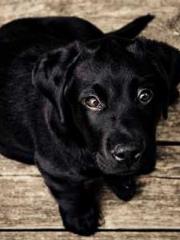 Shen Ning Ran Bao Ji