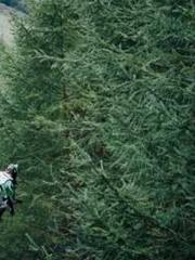 The Imperial Uncleap