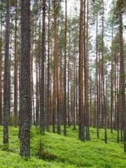 Good harvests bring Good harvests bring