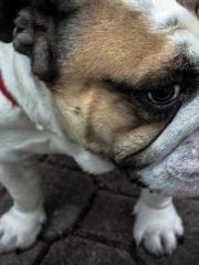 Wang Xuan Mu Qingyue