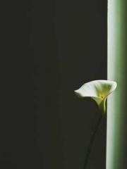 My projections are a