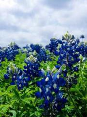 Lu Wanwan Li Jingche