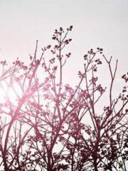 King of the Nine Pro