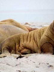 Falling for You: The